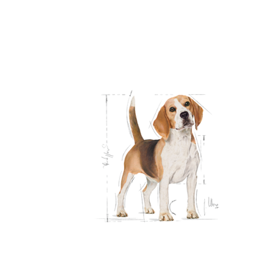 ROYAL CANIN Beagle Adult 12kg sausas ėdalas suaugusiems biglių veislės šunims