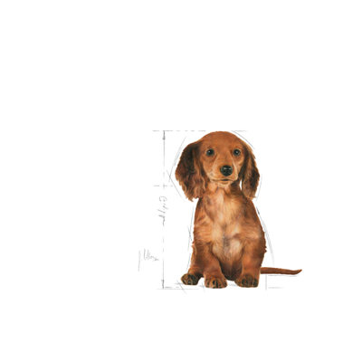 ROYAL CANIN Dachshund Puppy 1,5 kg sauso ėdalo šuniukams iki 10 mėnesių, taksų veislės