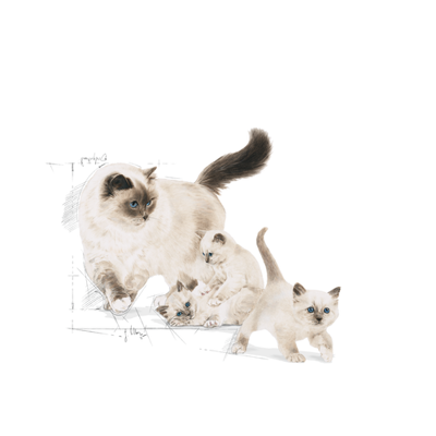 ROYAL CANIN Mother&Babycat 4kg sausas ėdalas nėščioms ir žindančioms katėms ir kačiukams nuo 1 iki 4 mėnesių amžiaus